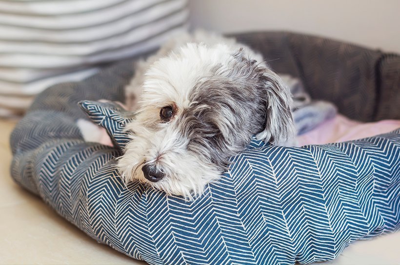 Kranker Hund mit Fieber liegt erschöpft in einem blau-weiß bemusterten Hundekörbchen
