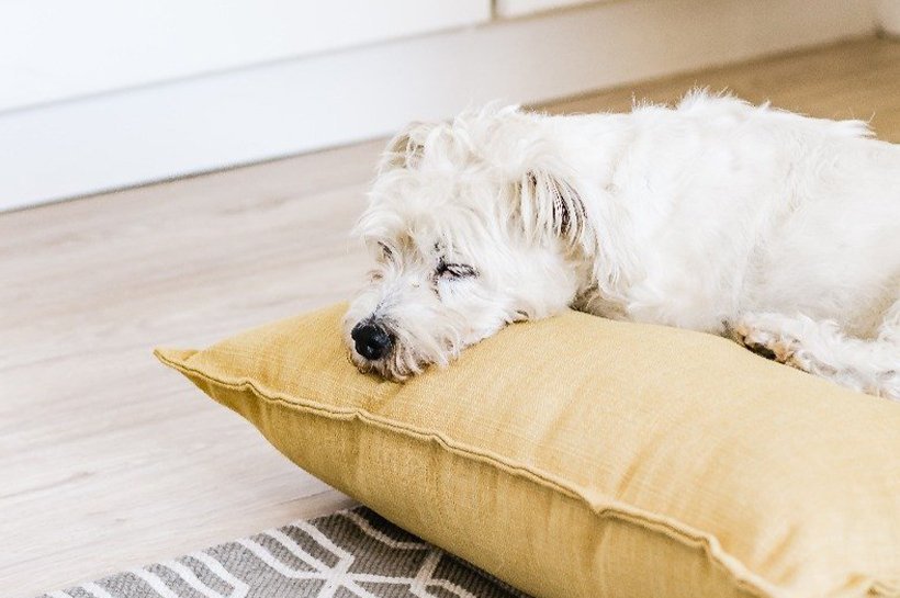 Terrier liegt auf Kissen