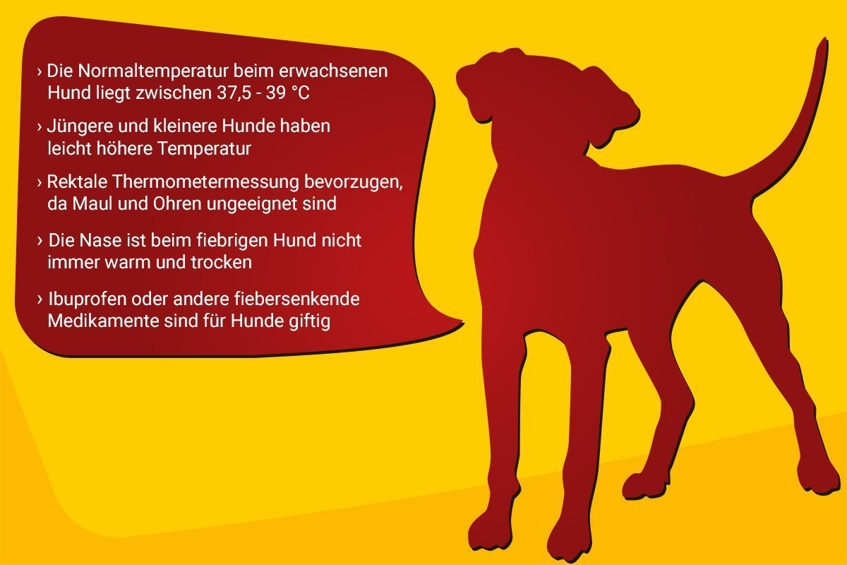 beim Hund: Temperatur richtig messen und wirksam ➤