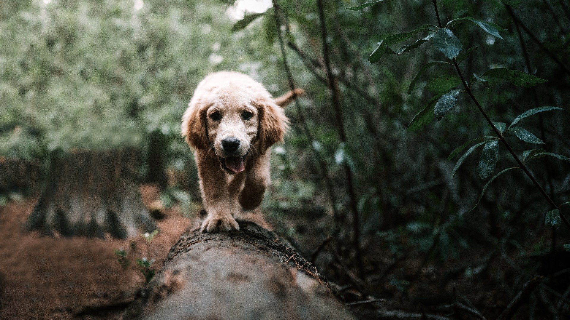 Hund läuft über liegenden Baum 