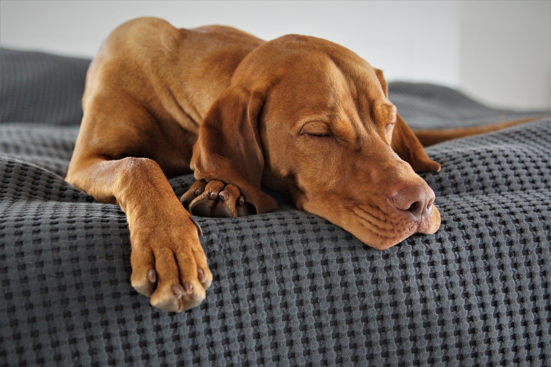 Bewegungsdrang beim alten Hund lässt nach