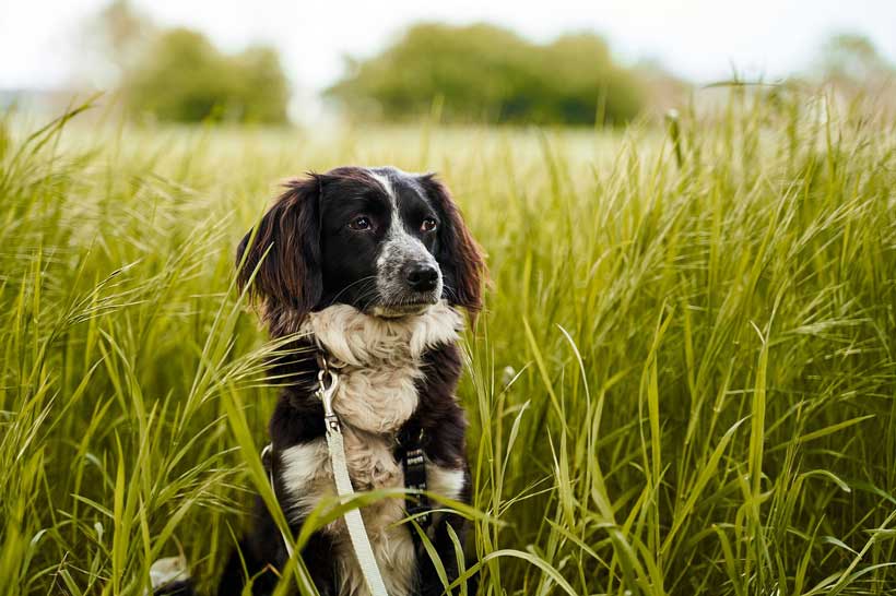 Hundefutter Fur Senioren Was Sollte Das Passende Futter Bieten