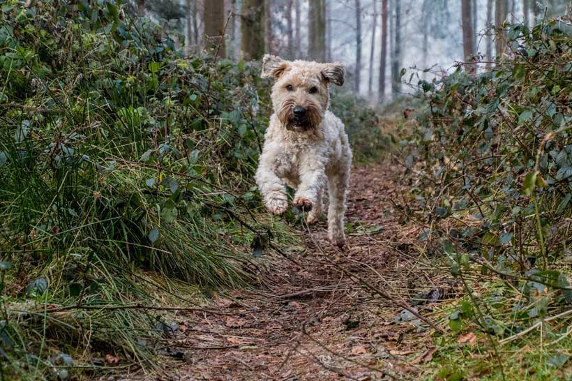 Hundefutter Fur Senioren Was Sollte Das Passende Futter Bieten