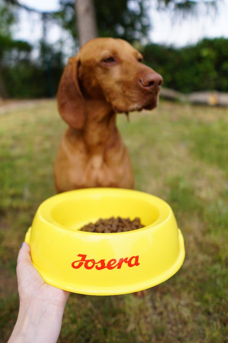 Hund mit Josera-Napf im Vordergrund