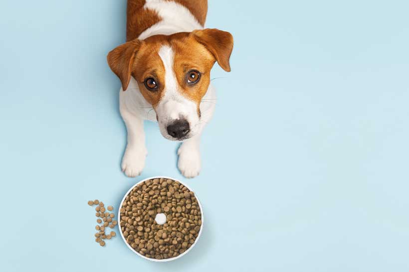 Hündin liegt neben vollem Futternapf