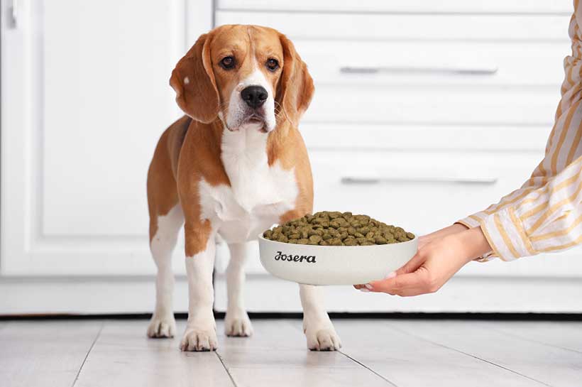  Menschenhand mit Futter und gierige Hundschnauze über einem Sack Futter