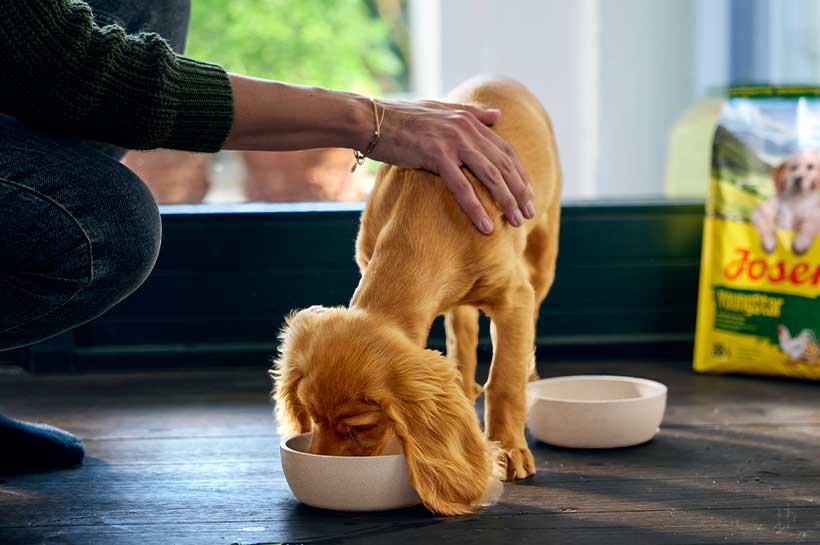 Futterumstellung Welpe