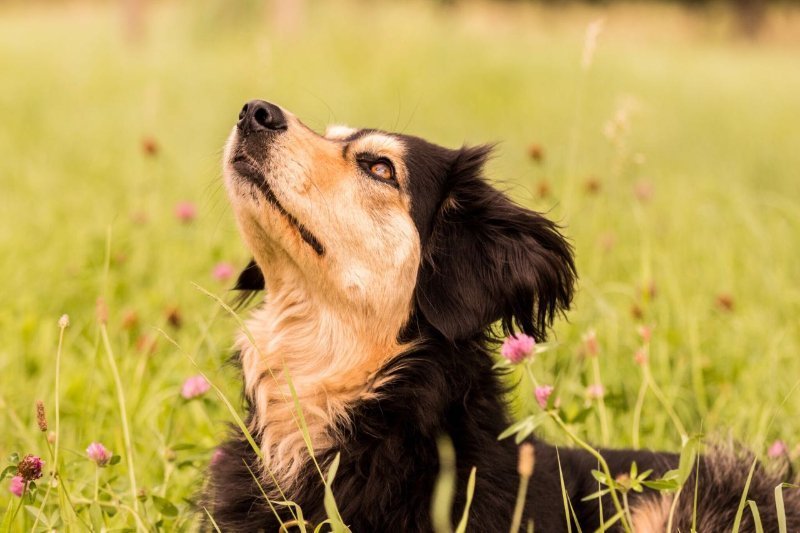 Futterumstellung Hund sinnvoll