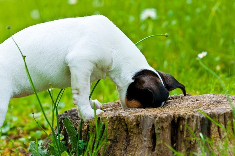 Hund schnüffelt an einem Baum.