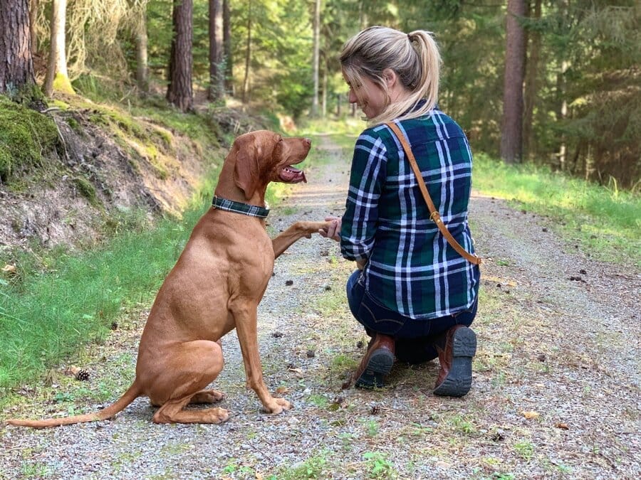 Hund und Halter geben sich auf der Gassirunde im Wald die Hand und Pfote.