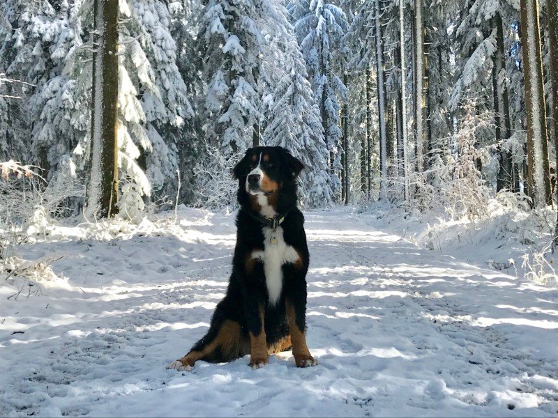 Gassi Gehen So Ist Die Tägliche Runde Gesund Für Hund