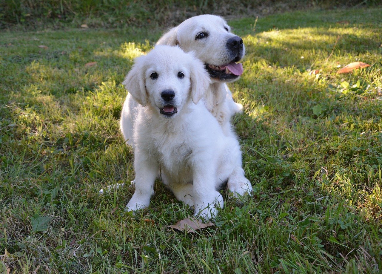 Ein weißer Golden Retriever Welpe sitzt vor seiner liegenden weißen Mutter im Gras.