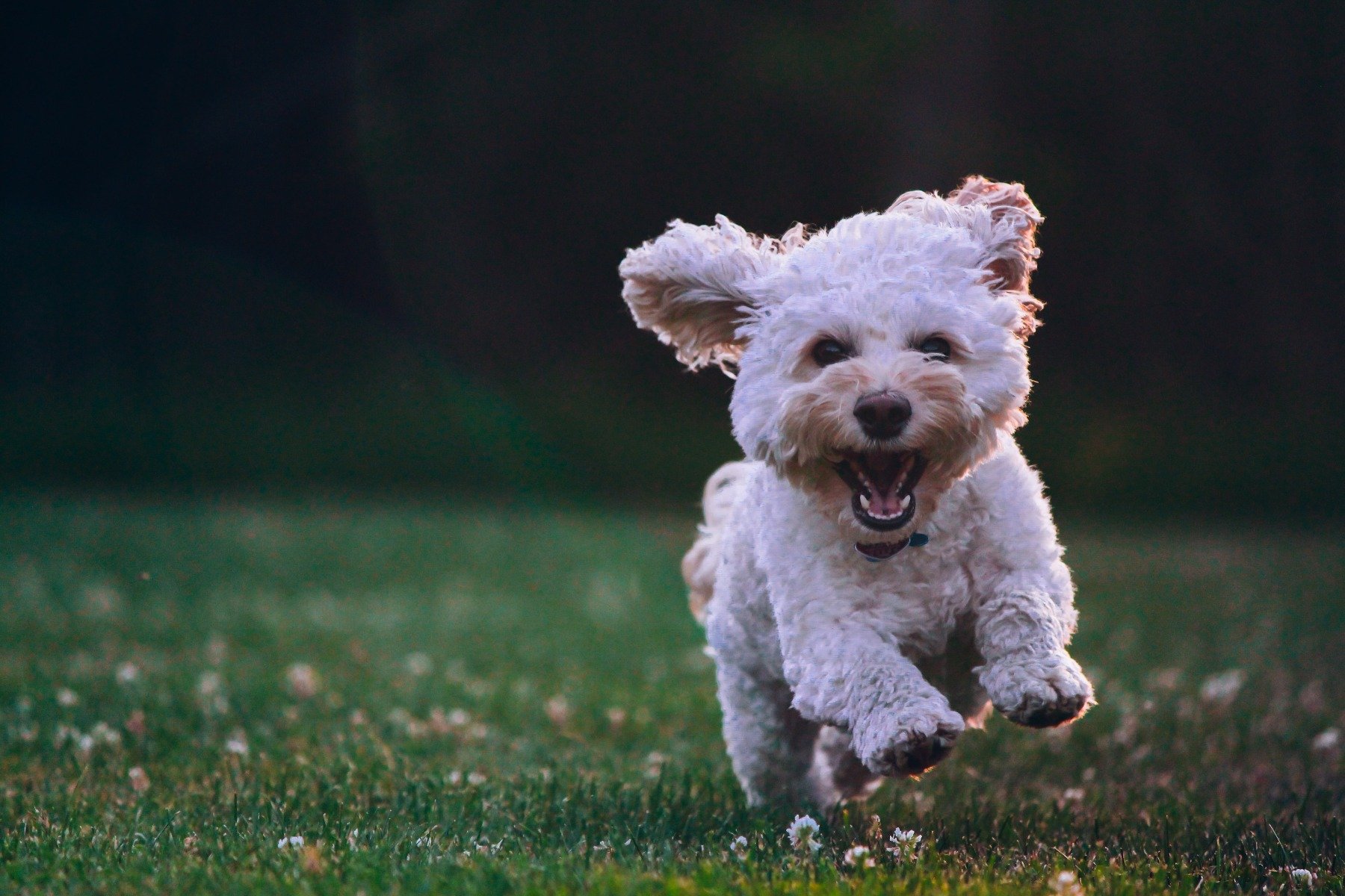 Ein kleiner Hund rennt glücklich über eine grüne Wiese. 