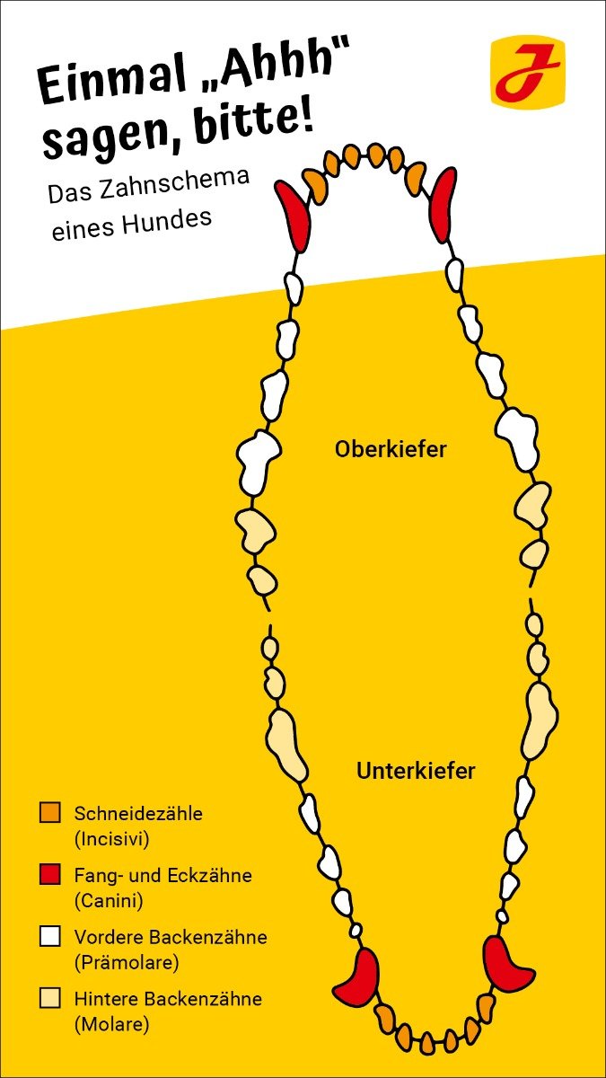 Hundegebiss erfahren Sie Wissenswertes über Ihre Fellnase