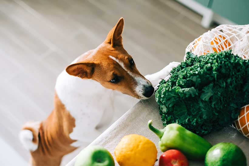 Hund und Edelstahl-Napf, der mit verschiedenen Gemüsesorten gefüllt ist.