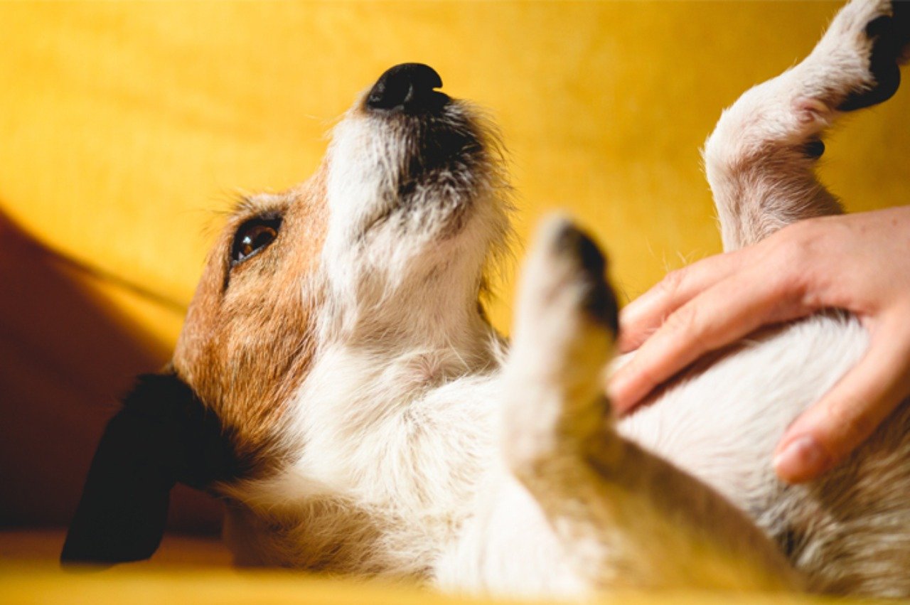 Hund wird von seinem Besitzer gekrault