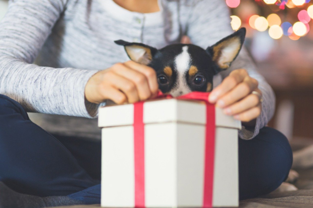 Kleiner Hund mit einem Geschenk