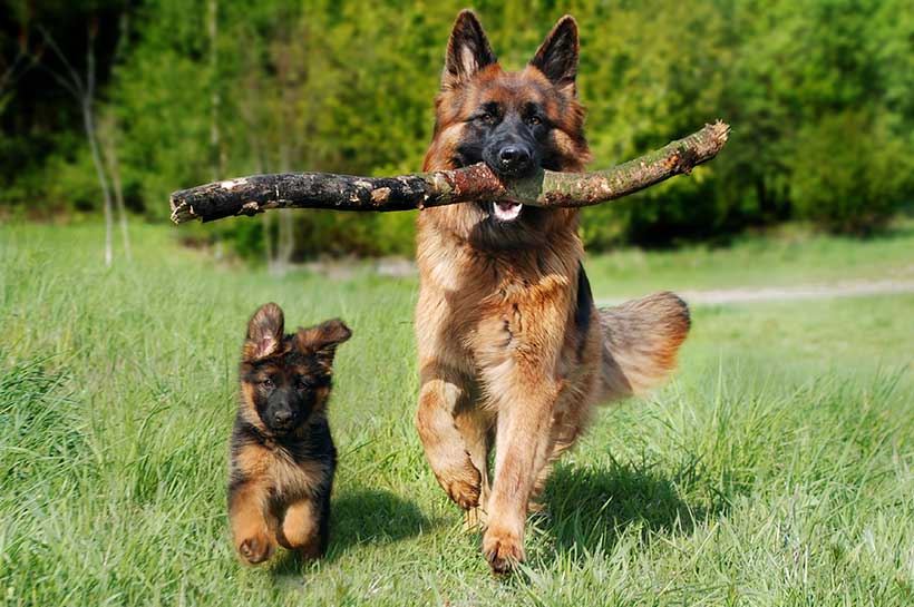 Schäferhund-Welpe und adulter Schäferhund mit Ast im Maul auf Wiese