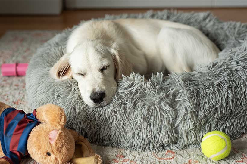 Junger Golden Retriever schläft im Hundebett