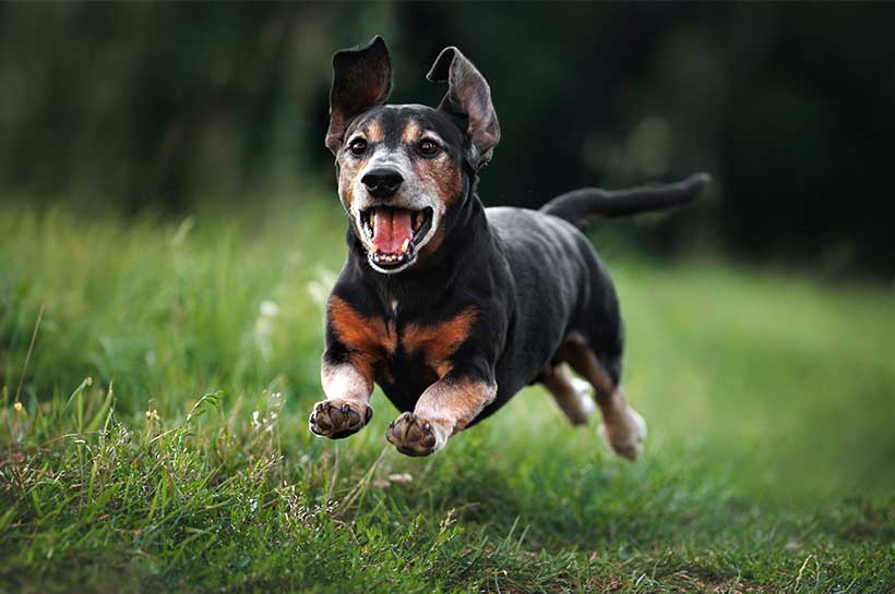 Kleiner schwarzer Hund rennt 