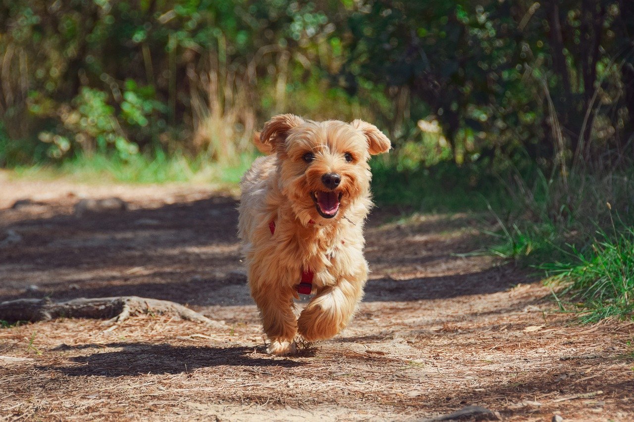 Yorkshire Terrier rennend 