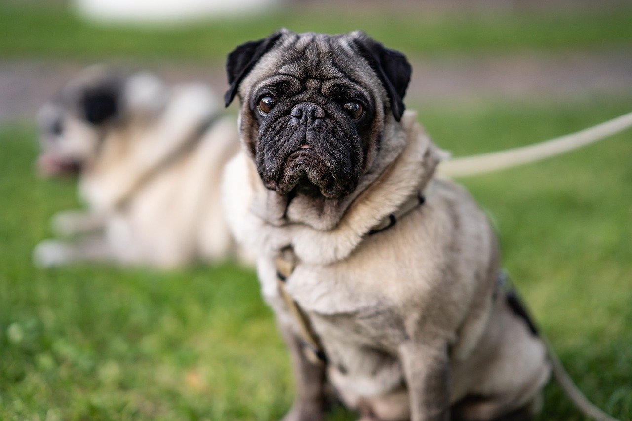 Mops sitzend, Mops liegend im Hintergrund