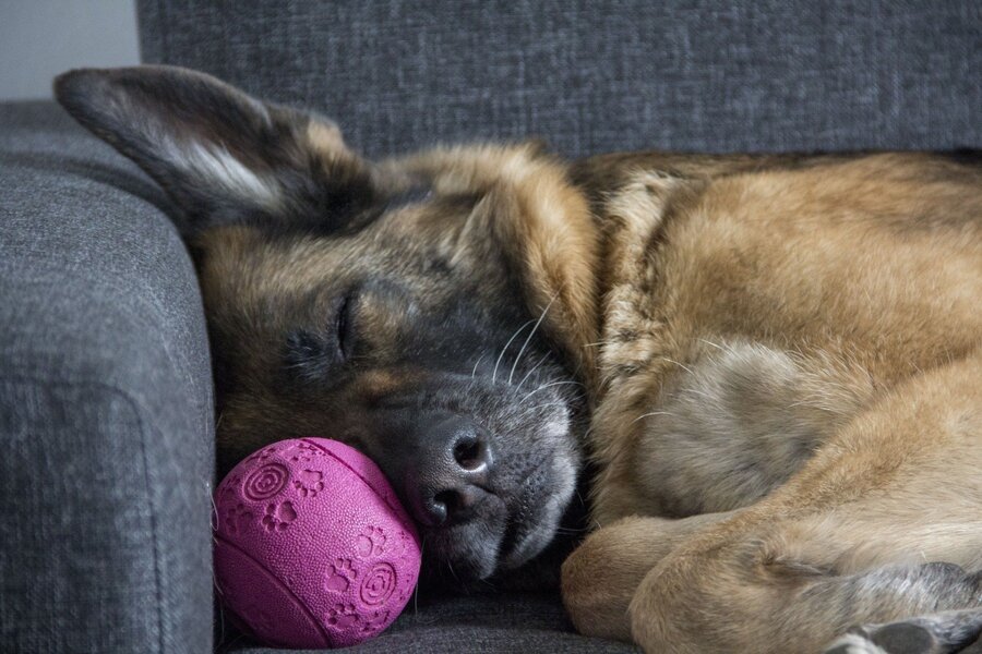 Hund schläft mit Ball auf Sofa
