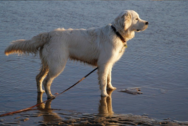 Golden Retriever Erziehung