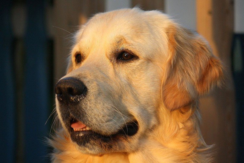 welche farbe hat ein golden retriever