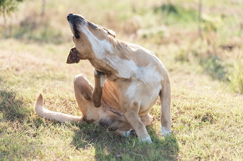 Junger Hund kratzt sich am Ohr