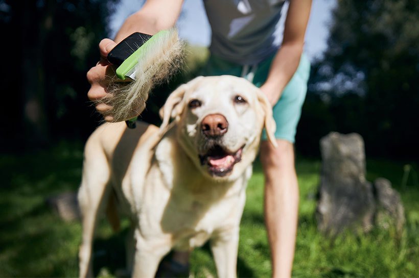 Hund wird mit Fellbürse gebürstet 