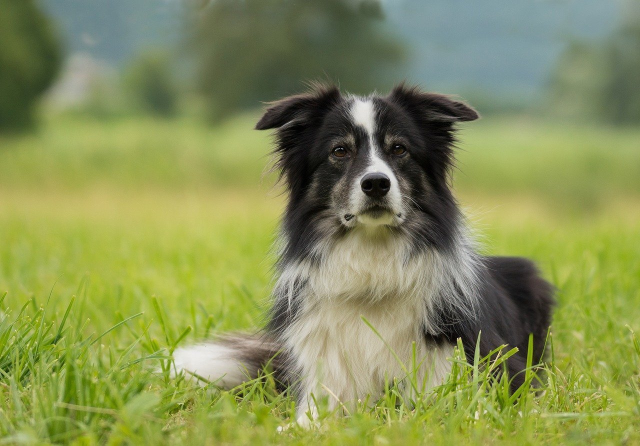 Border Collie liegt aufmerksam auf der Wiese und schaut nach vorn