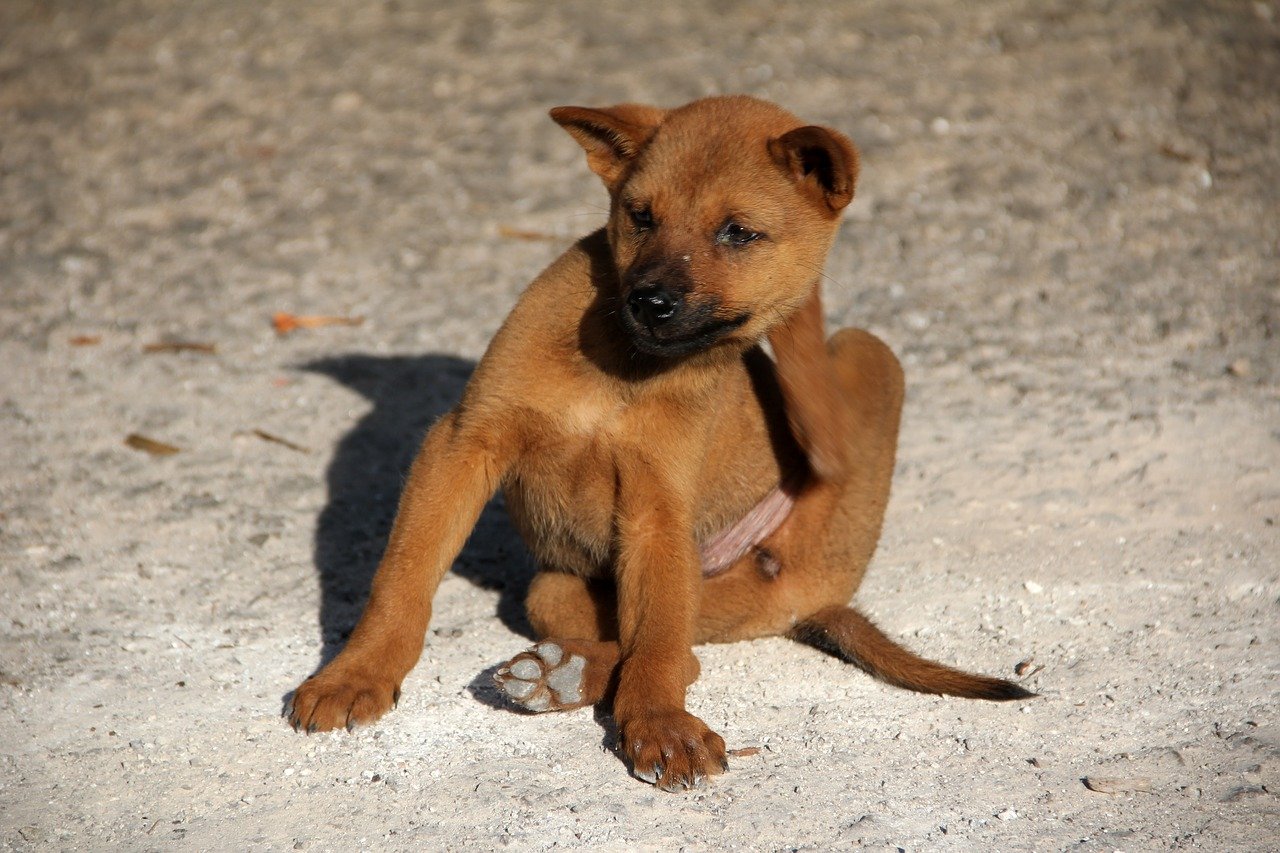 Hund Kahle Stellen
