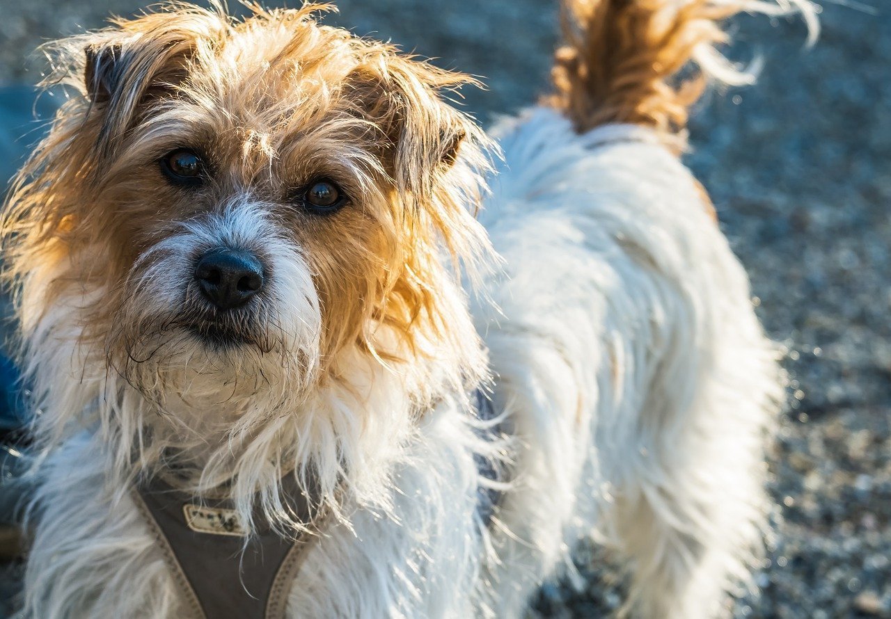 Hund verliert Fell Alles Wichtige über den Haarausfall bei Hunden