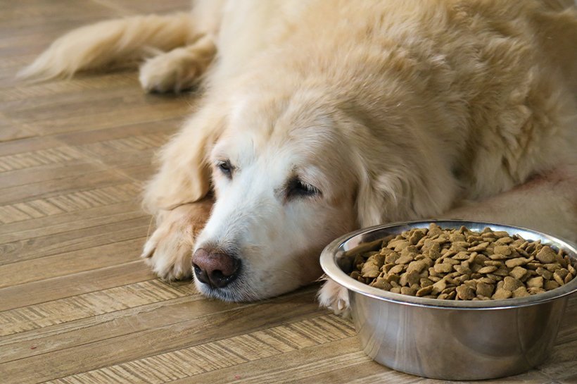 Ein alter Golden Retriever liegt neben einem Edelstahlnapf mit Hundefutter.