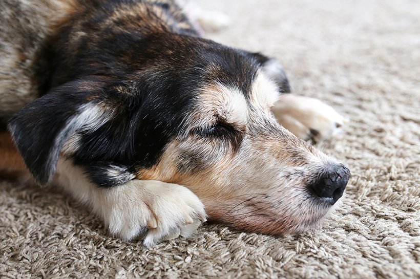 Mischlingshund liegt schlapp auf einem hellen Teppich und streckt die Pfoten neben den Kopf.