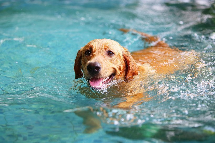 Labrador Retriever schwimmt im Wasser.
