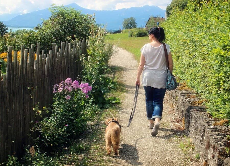 Herzkranker Hund - Bewegung