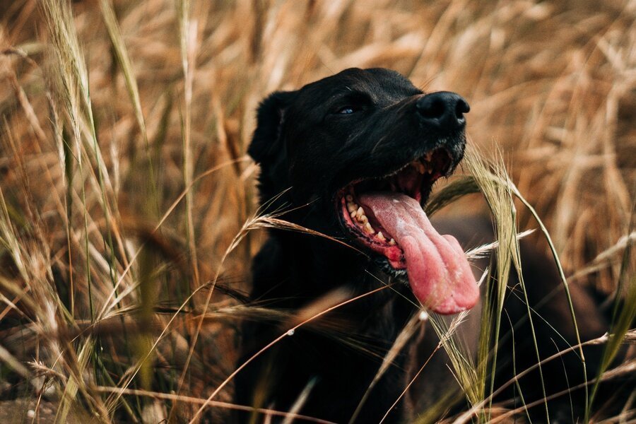 Herzkrankheiten beim Hund - Symptome