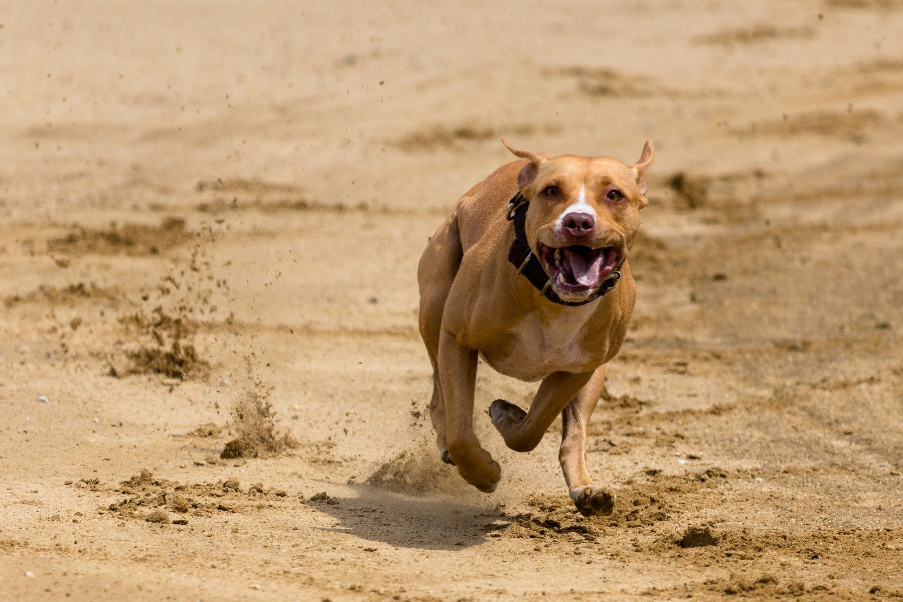 Hund mit Herzproblemen – Bewegungseinschränkung