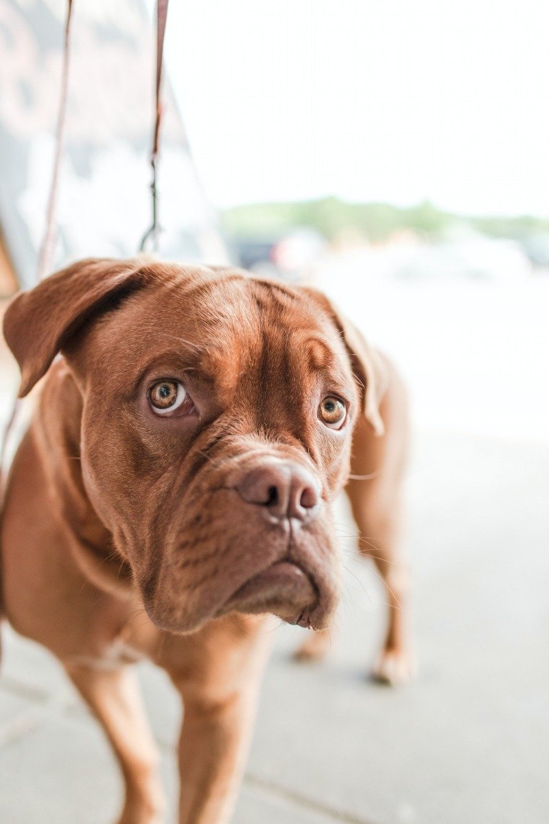 Stehender Hund Frontansicht