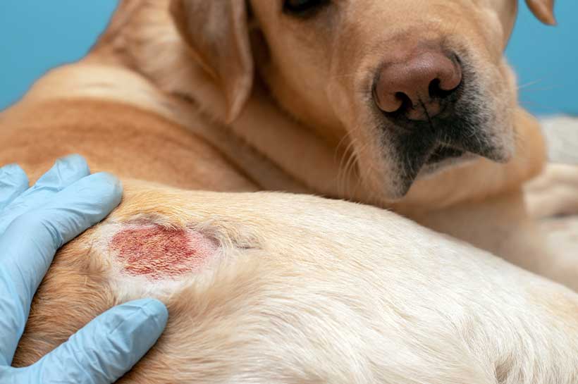 Wie sieht eine entzündete Wunde beim Hund aus?