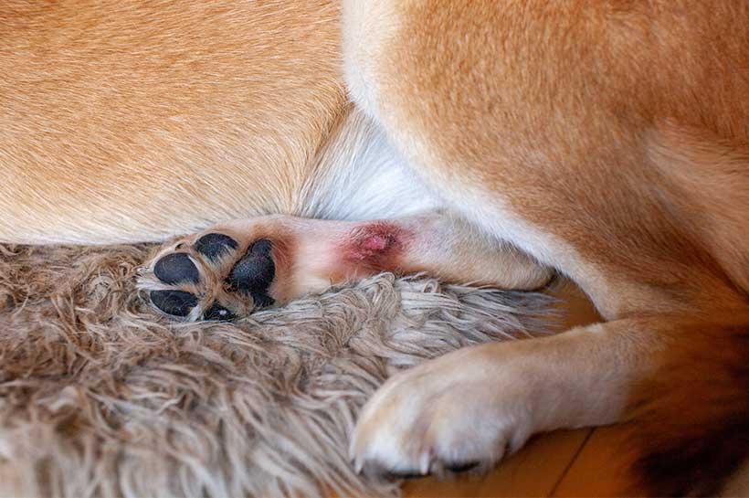 Hundefuß mit Hotspot Wunde am unteren Fuß