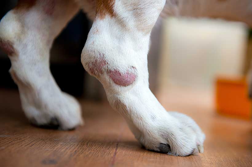 Offene Wunde, Hotspot an einem Hundeknöchel