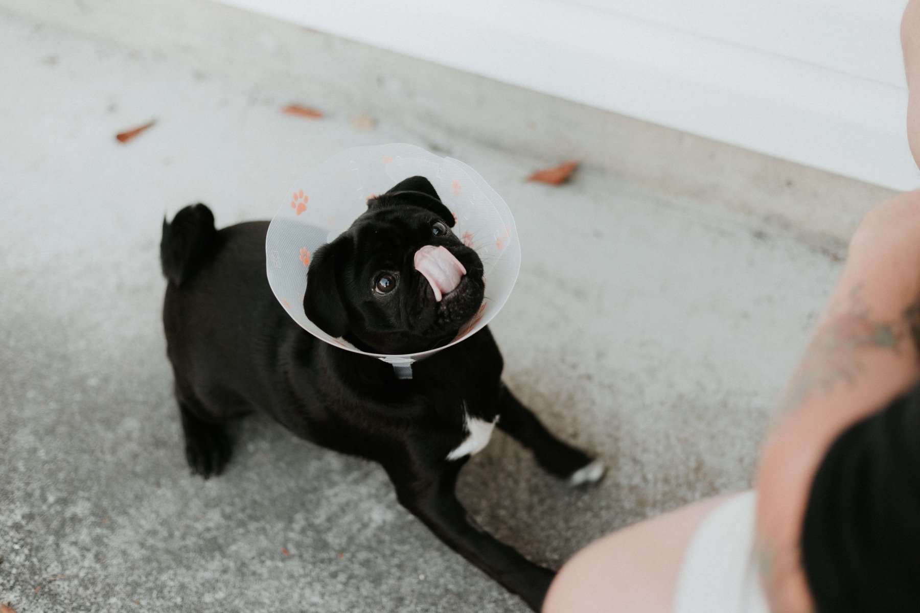 Mops mit Halskrause leckt seine Lefzen