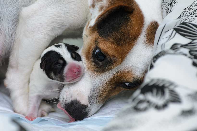 Hündin kuschelt mit Ihren Welpen