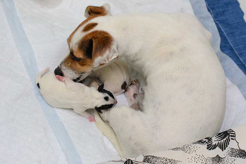 Hundemutter leckt ihre Welpen sauber