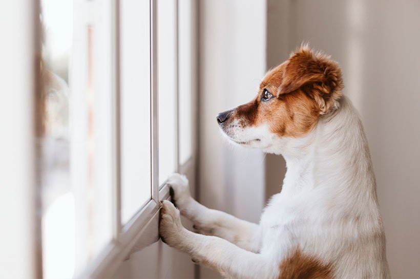 Hund schaut sehnsüchtig aus dem Fenster