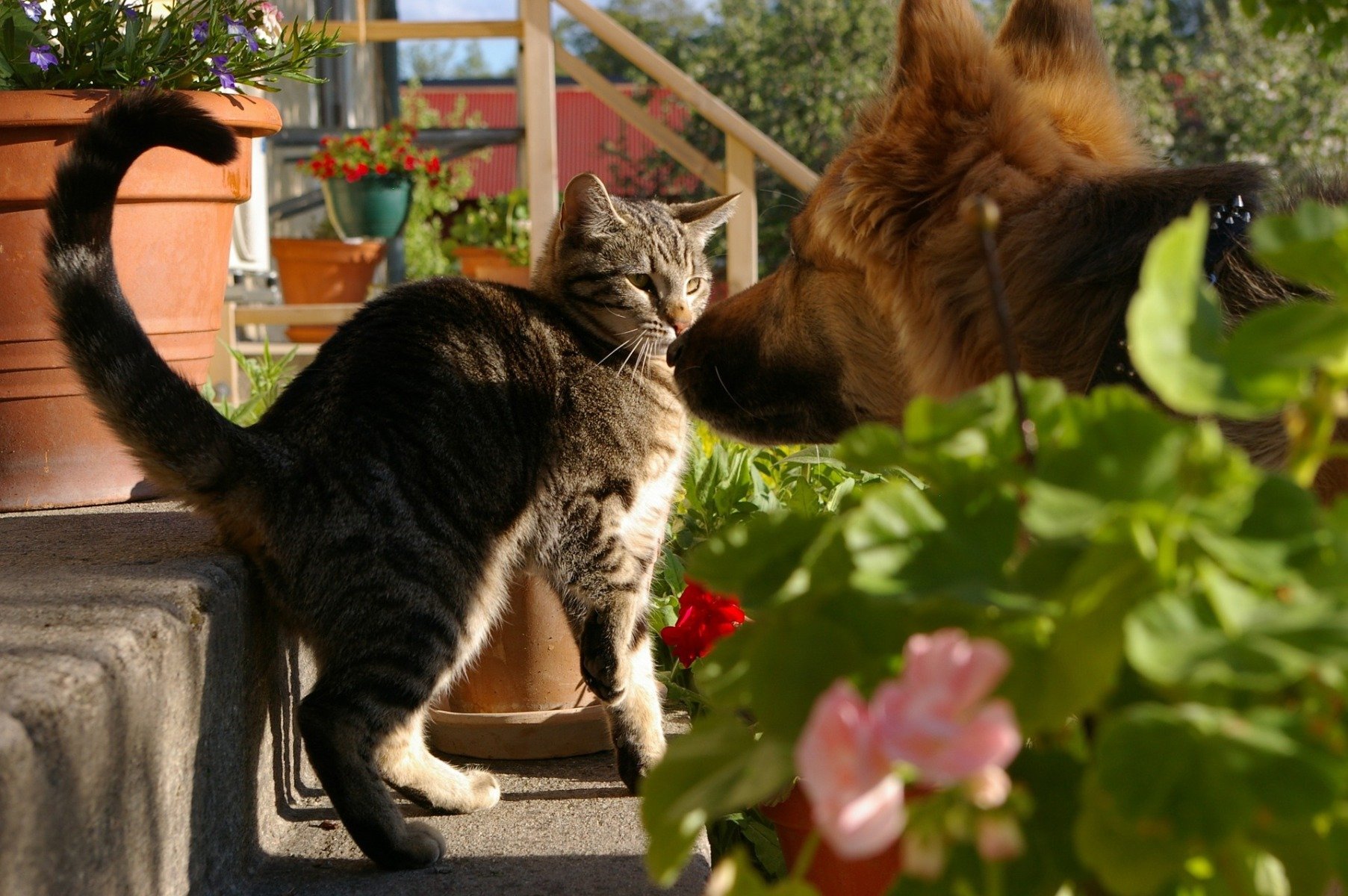 katze-hund-fenster