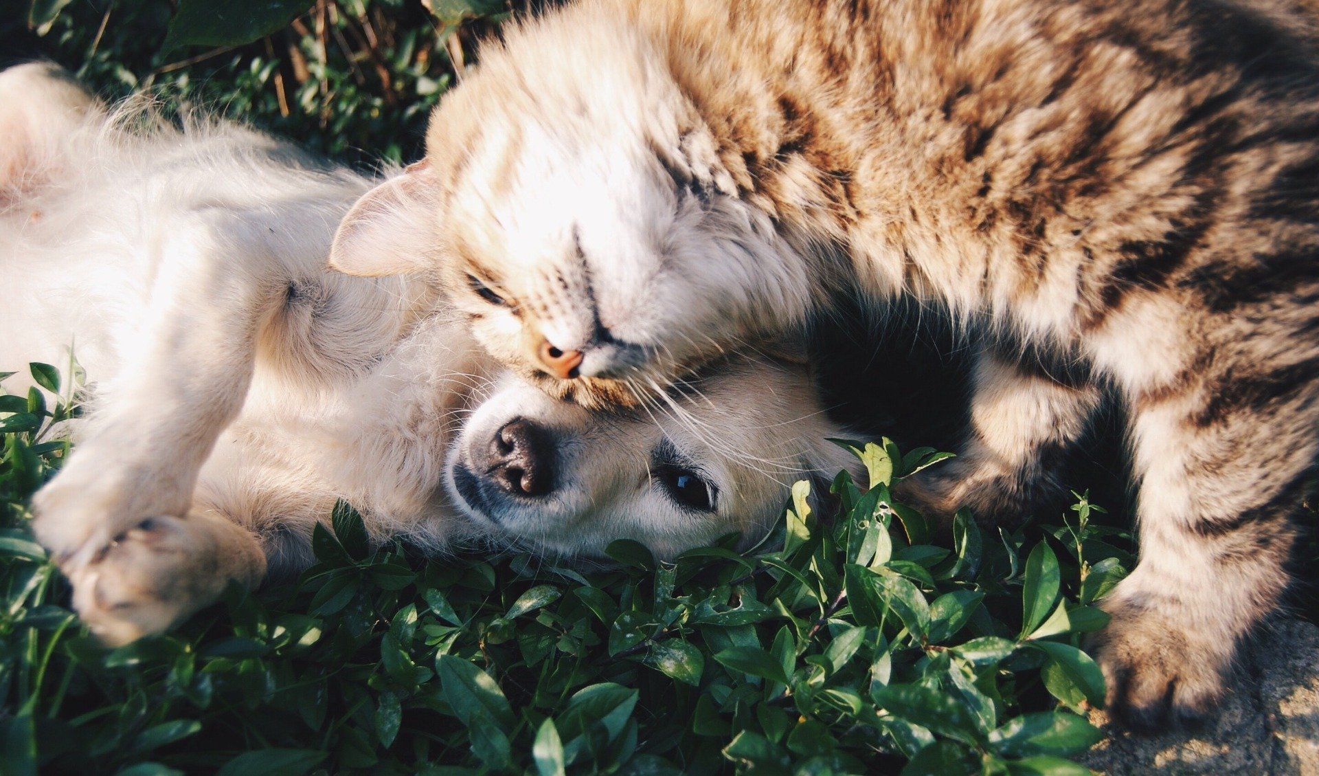 Welpen Und Katzen Aneinander Gewöhnen